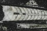 Polished Fossil Orthoceras (Cephalopod) - Morocco #138338-1
